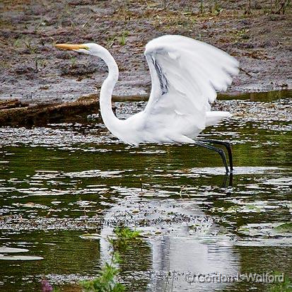 Egret Taking Flight_25882.jpg - Great Egret (Ardea alba) photographed at Ottawa, Ontario, Canada.